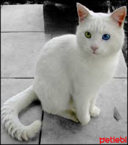 Van Kedisi, Kedi  minnoş fotoğrafı