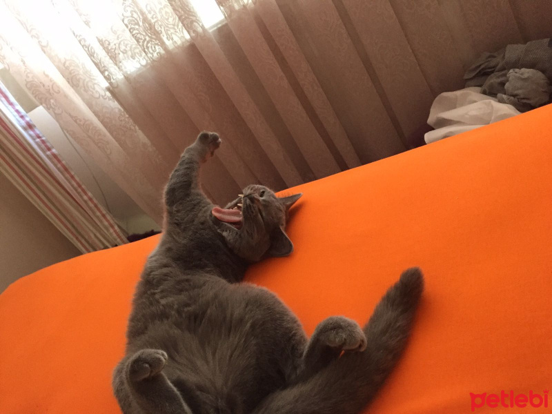 British Shorthair, Kedi  ÇaKıL fotoğrafı