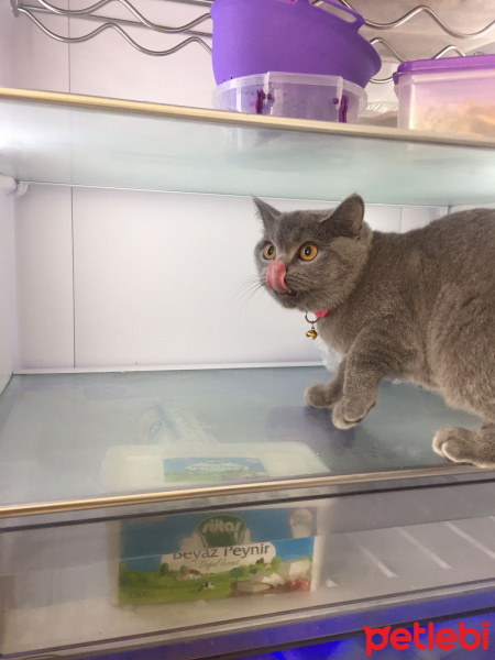 British Shorthair, Kedi  ÇaKıL fotoğrafı