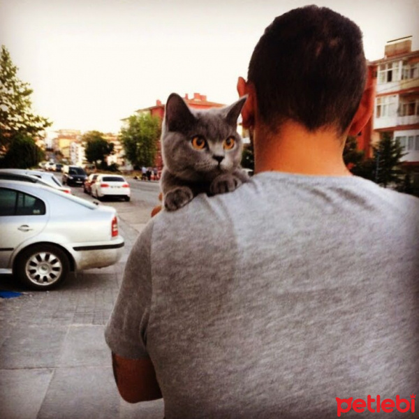 British Shorthair, Kedi  ÇaKıL fotoğrafı