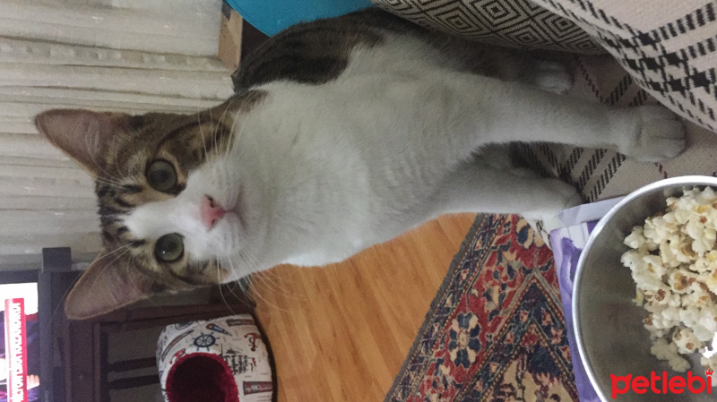 Tekir Kedi, Kedi  MİÇO fotoğrafı