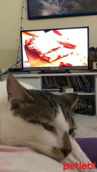 Tekir Kedi, Kedi  Pamuk fotoğrafı