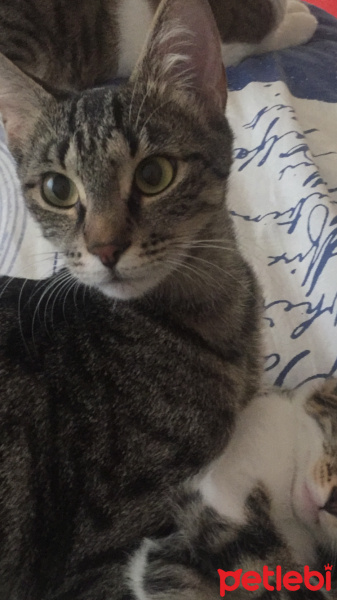 Tekir Kedi, Kedi  MAYA fotoğrafı