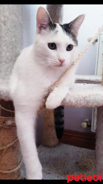 Tekir Kedi, Kedi  KÖPÜK fotoğrafı