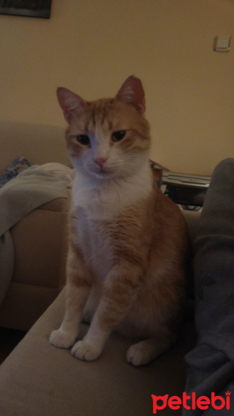 Tekir Kedi, Kedi  Kanşer fotoğrafı
