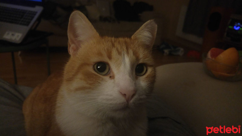 Tekir Kedi, Kedi  Kanşer fotoğrafı