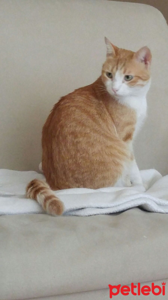Tekir Kedi, Kedi  Kanşer fotoğrafı