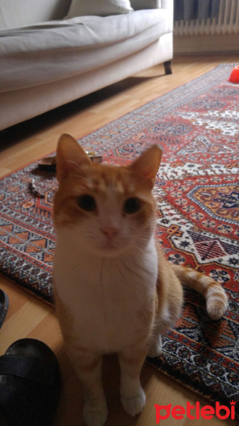 Tekir Kedi, Kedi  Kanşer fotoğrafı