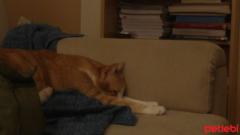 Tekir Kedi, Kedi  Kanşer fotoğrafı
