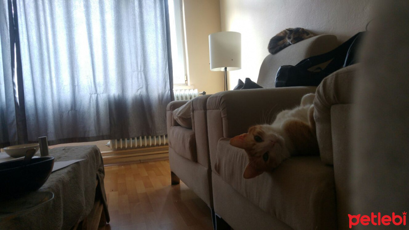 Tekir Kedi, Kedi  Kanşer fotoğrafı