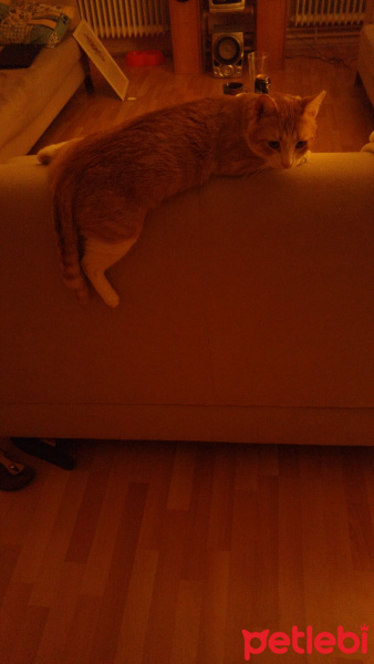 Tekir Kedi, Kedi  Kanşer fotoğrafı