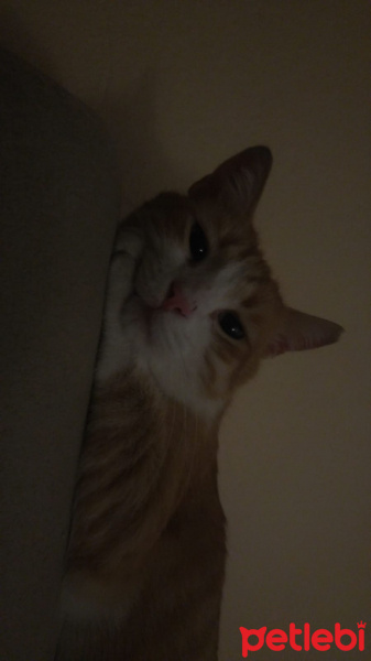 Tekir Kedi, Kedi  Kanşer fotoğrafı