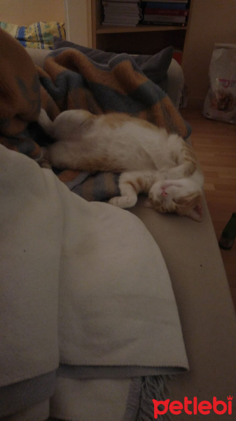 Tekir Kedi, Kedi  Kanşer fotoğrafı