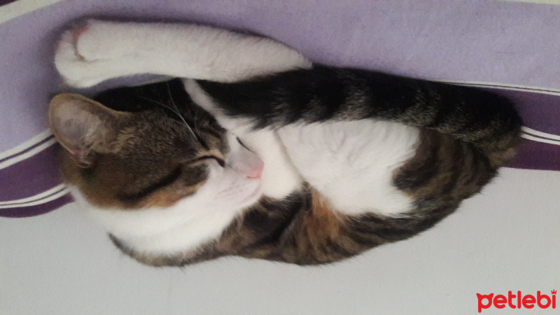 Tekir Kedi, Kedi  mimi fotoğrafı