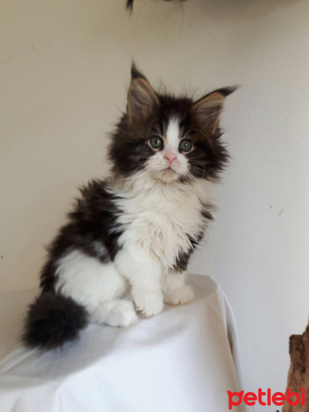 Maine Coon, Kedi  Shaggy Old Of Line Place fotoğrafı