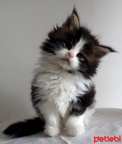 Maine Coon, Kedi  Shaggy Old Of Line Place fotoğrafı