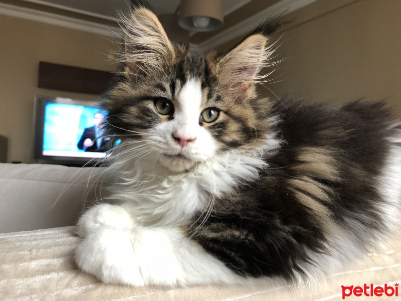 Maine Coon, Kedi  Shaggy Old Of Line Place fotoğrafı