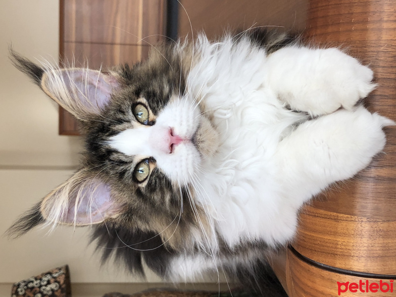 Maine Coon, Kedi  Shaggy Old Of Line Place fotoğrafı