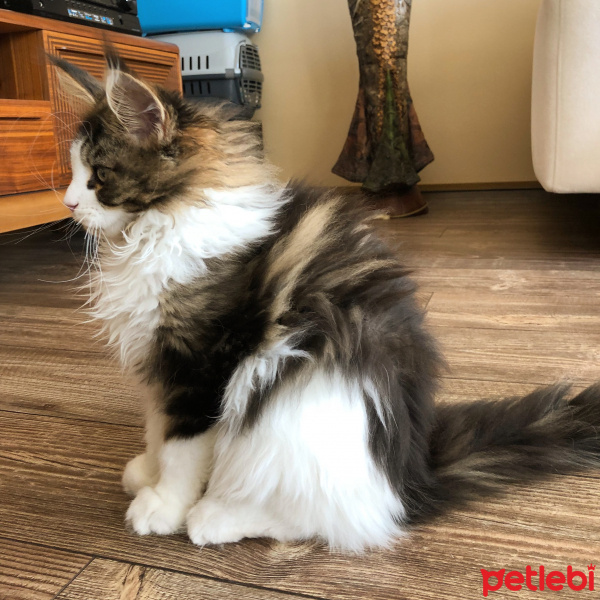 Maine Coon, Kedi  Shaggy Old Of Line Place fotoğrafı