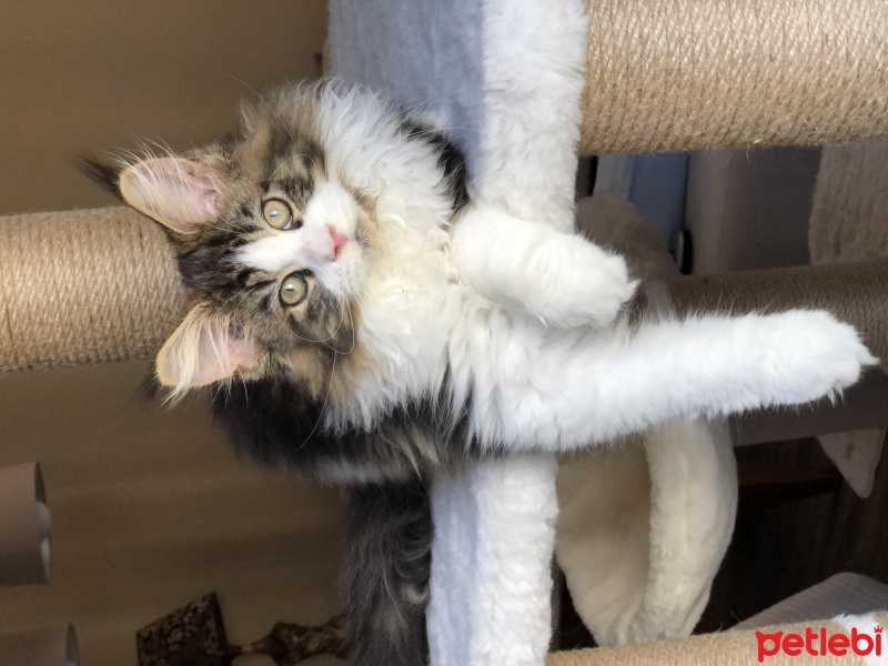 Maine Coon, Kedi  Shaggy Old Of Line Place fotoğrafı