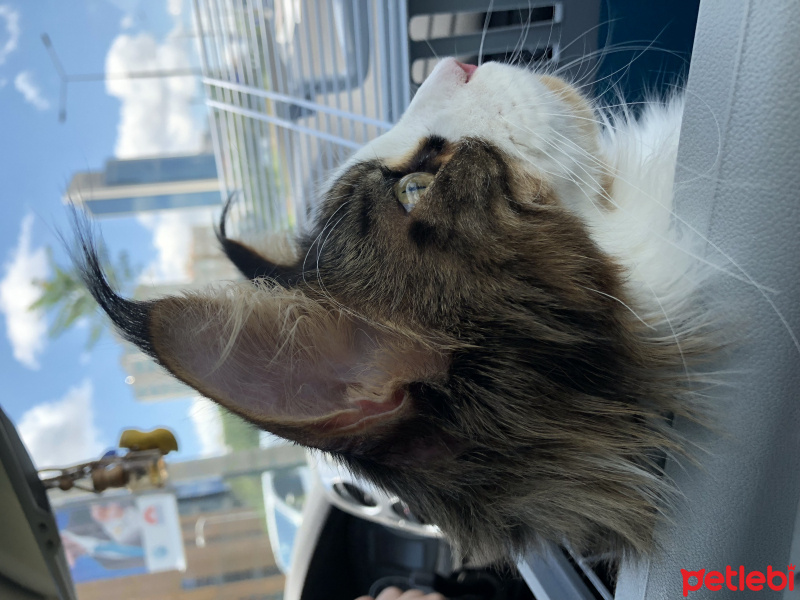 Maine Coon, Kedi  Shaggy Old Of Line Place fotoğrafı
