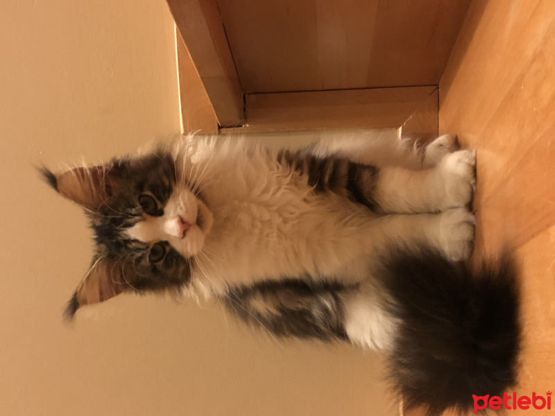 Maine Coon, Kedi  Shaggy Old Of Line Place fotoğrafı