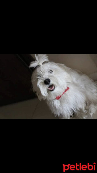 Maltese, Köpek  Puffy fotoğrafı