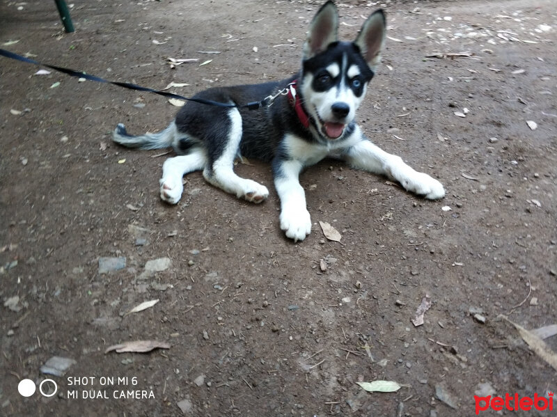 Sibirya Kurdu (Husky), Köpek  Ares fotoğrafı