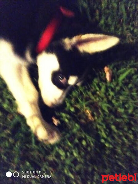 Sibirya Kurdu (Husky), Köpek  Ares fotoğrafı