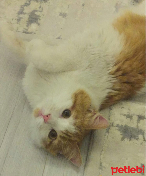 Tekir Kedi, Kedi  minnoş fotoğrafı