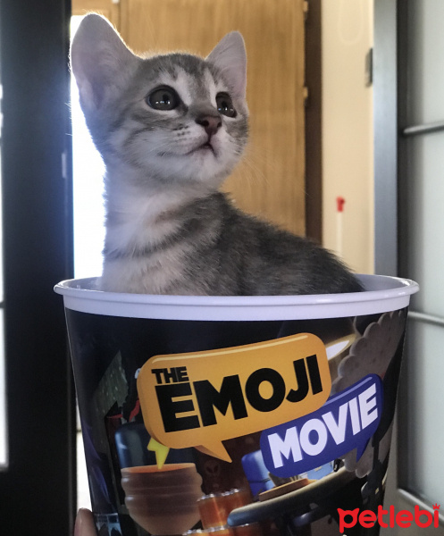 Tekir Kedi, Kedi  Sofie fotoğrafı