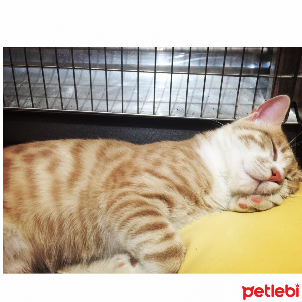 Tekir Kedi, Kedi  Tarçın fotoğrafı