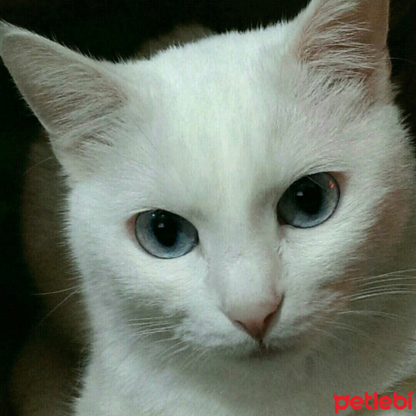 Ankara Kedisi, Kedi  Baget Minnoş fotoğrafı
