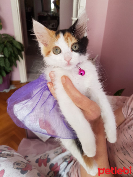 Tekir Kedi, Kedi  Üzüm fotoğrafı