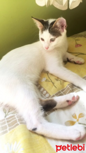 Tekir Kedi, Kedi  Fiona fotoğrafı