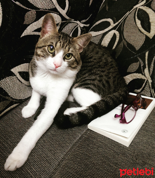 Tekir Kedi, Kedi  Minik fotoğrafı