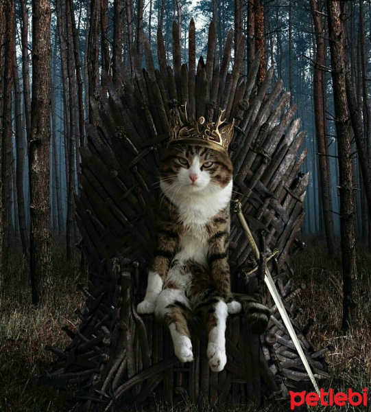 Tekir Kedi, Kedi  Minik fotoğrafı