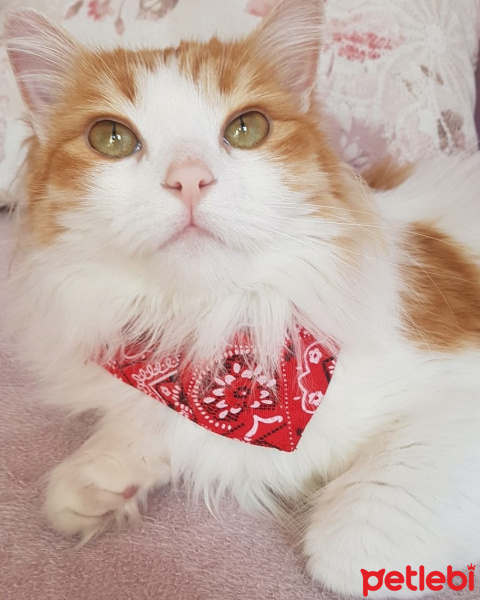 Norwegian Forest, Kedi  Narin fotoğrafı