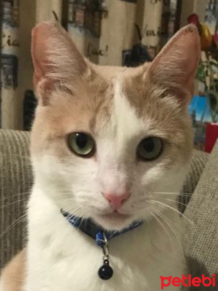 Tekir Kedi, Kedi  Müezza Bal Mikmik fotoğrafı