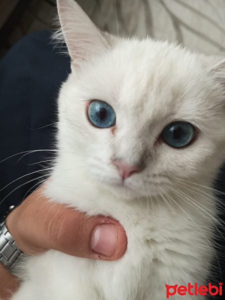 British Shorthair, Kedi  Müezza fotoğrafı