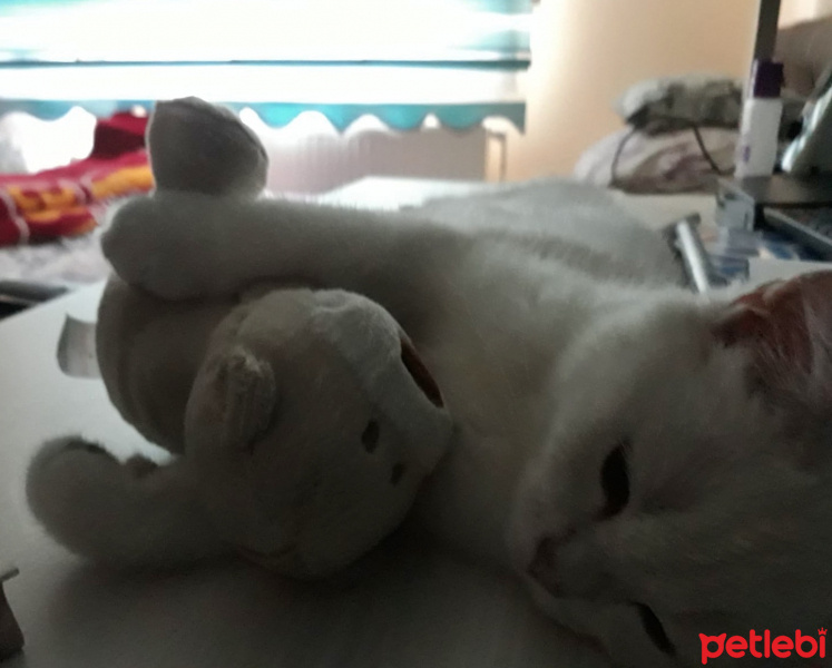 British Shorthair, Kedi  Müezza fotoğrafı