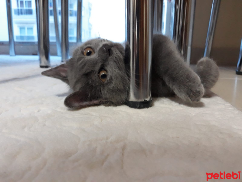 British Shorthair, Kedi  Gölge fotoğrafı