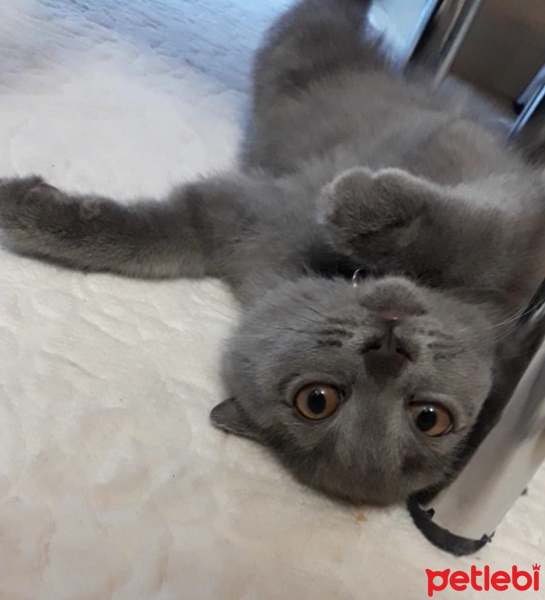 British Shorthair, Kedi  Gölge fotoğrafı