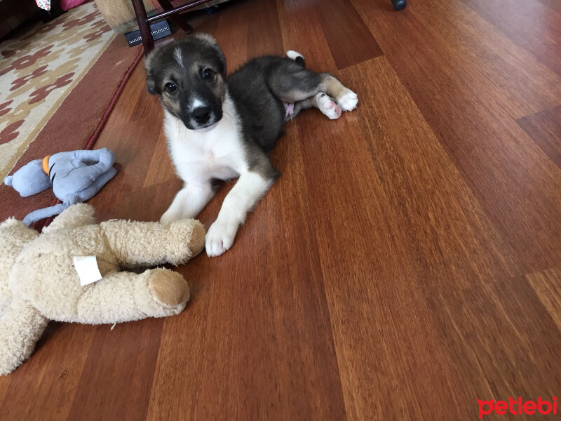 Sokö (Sokak Köpeği), Köpek  Asil fotoğrafı