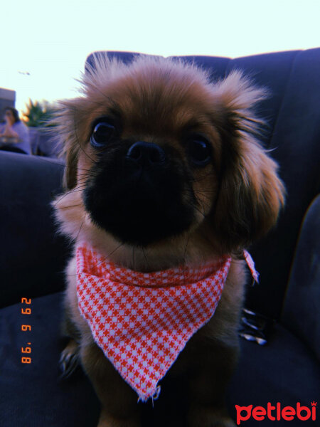 Pekingese, Köpek  Badi fotoğrafı