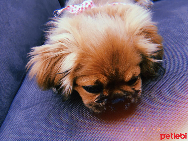 Pekingese, Köpek  Badi fotoğrafı