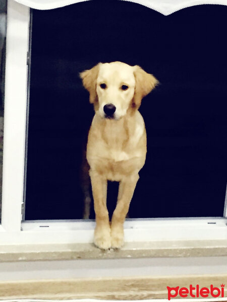 Golden Retriever, Köpek  Maya fotoğrafı