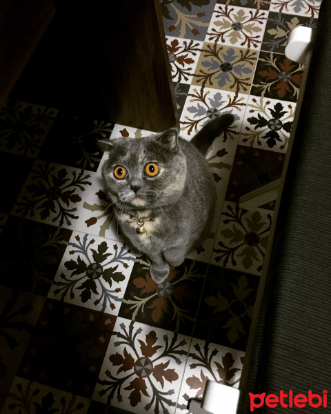 Scottish Fold, Kedi  Ponçito fotoğrafı
