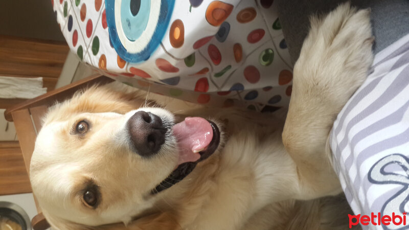 Golden Retriever, Köpek  Aşkar fotoğrafı