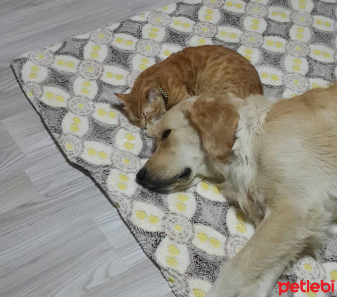 Golden Retriever, Köpek  Aşkar fotoğrafı